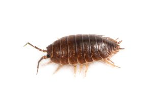 Porcellio laevis "black"